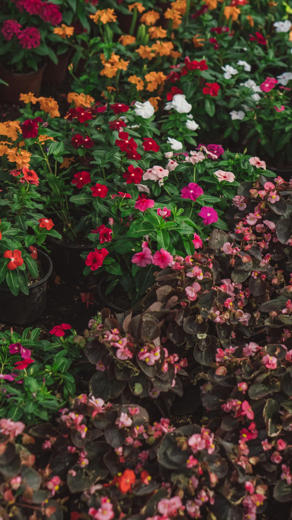 A vibrant assortment of blooming flowers with colorful petals in a vertical display.