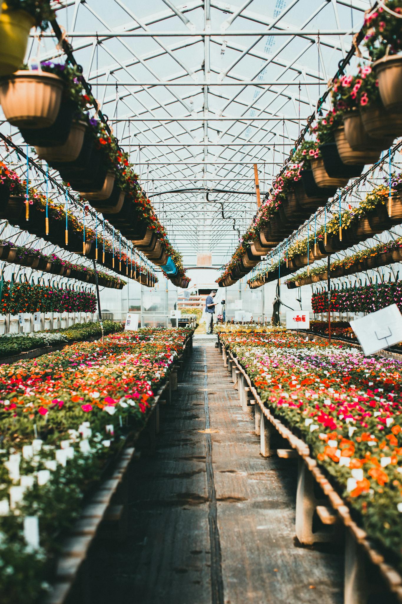 Vibrant flowers arranged symmetrically in a greenhouse, showcasing horticultural beauty.